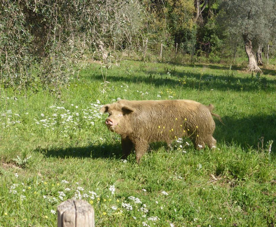 Campospillo Villa Magliano in Toscana Kültér fotó